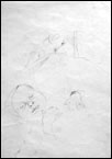 baby_two1.jpg (11119 bytes)